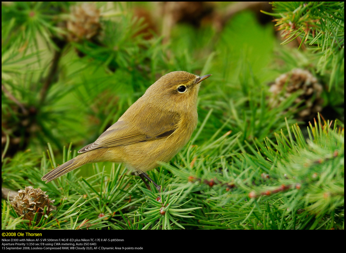 Chiffchaff (Gransanger / Phylloscopus collybita)