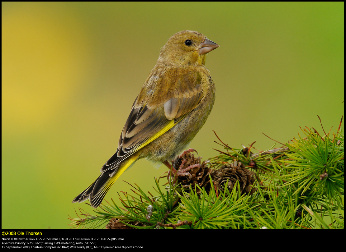 Greenfinch (Grnirisk / Carduelis chloris)