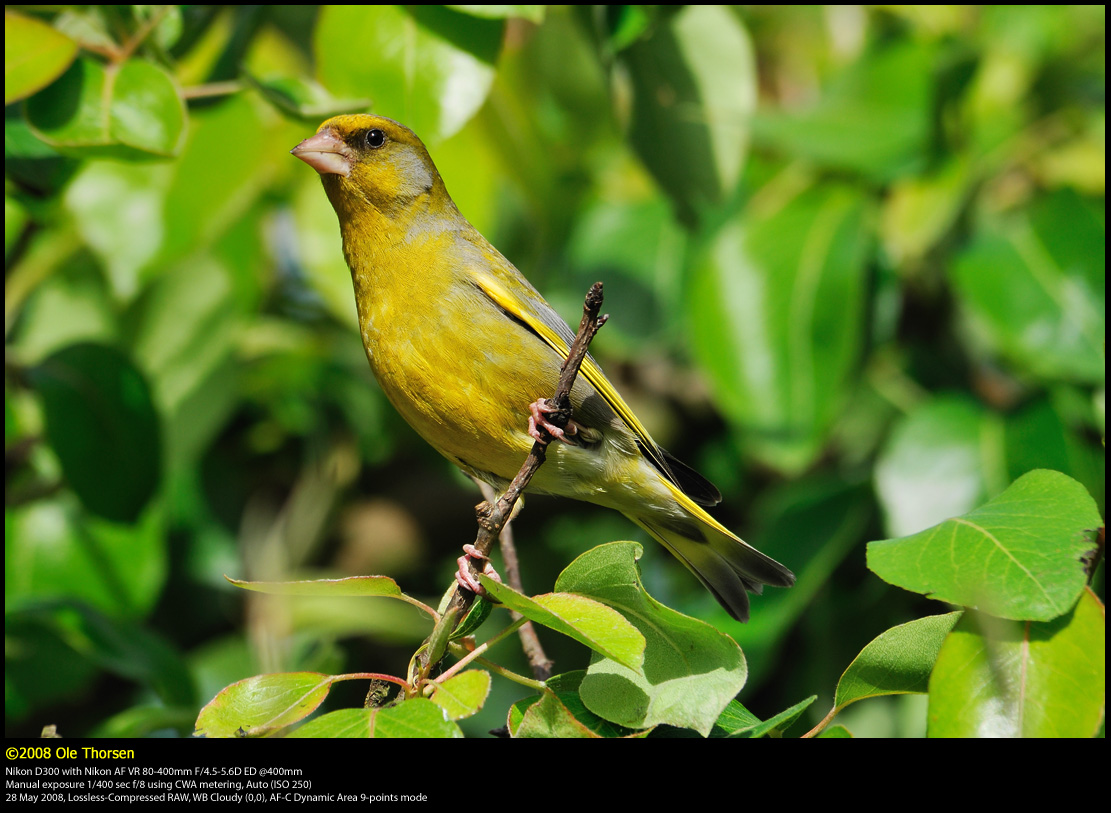 Greenfinch (Grnirisk / Carduelis chloris)
