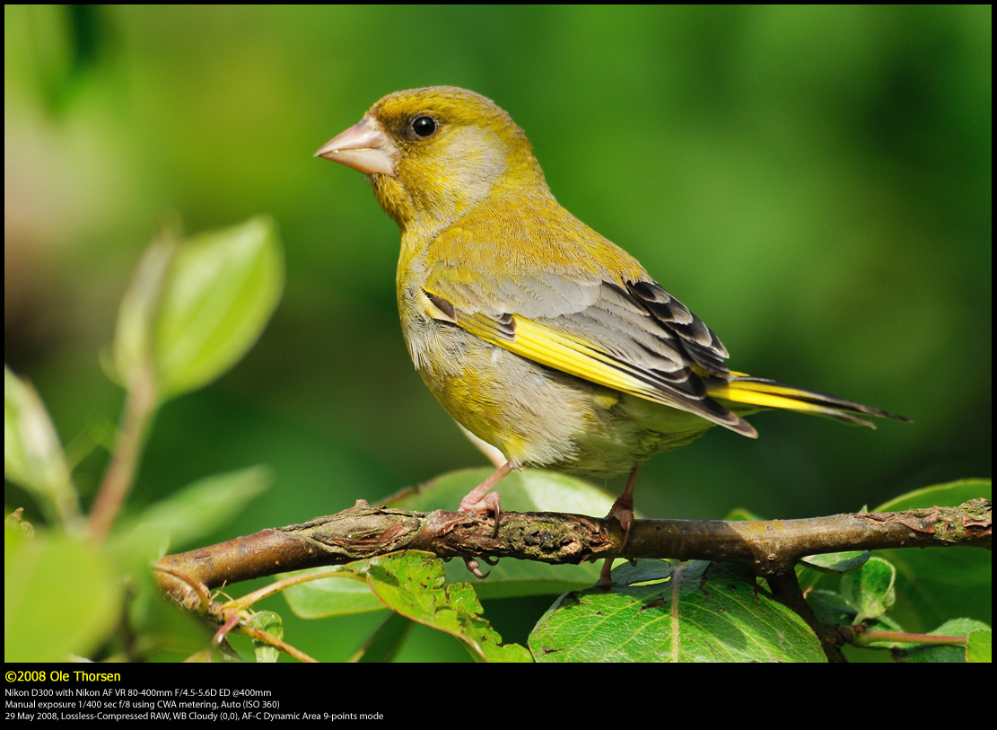 Greenfinch (Grnirisk / Carduelis chloris)