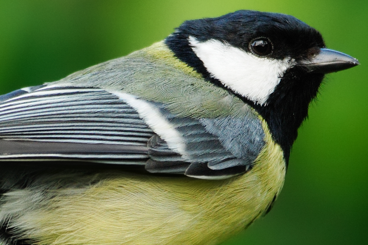 300_1868nx crop.jpg