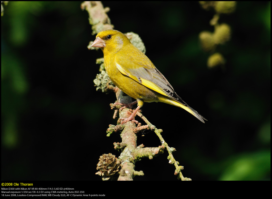 Greenfinch (Grnirisk / Carduelis chloris)