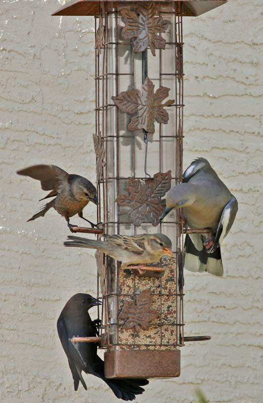 A finch, a cowbird, a sparrow, and a dove go into a bar...