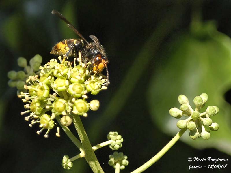 Vespa velutina