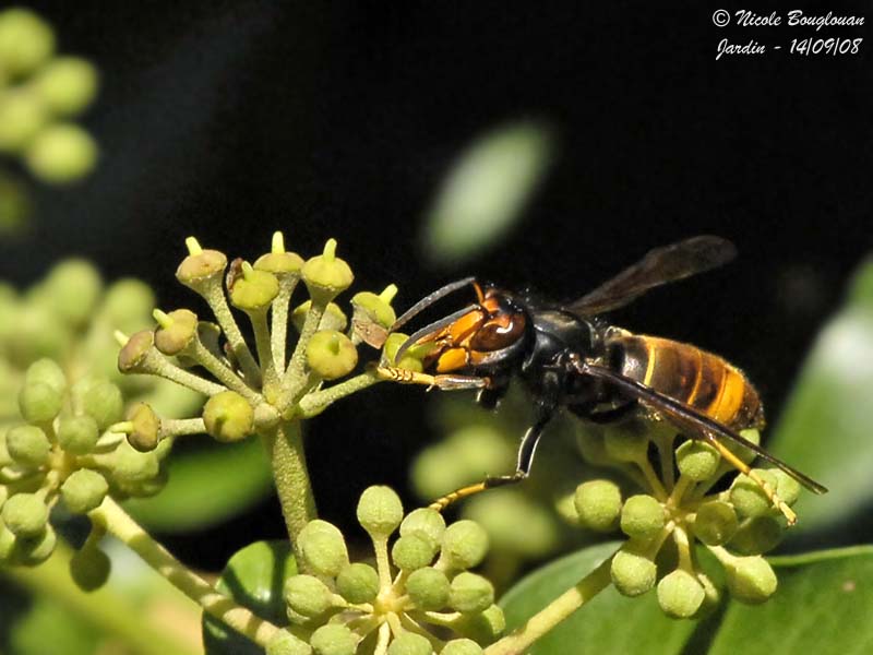 Vespa velutina