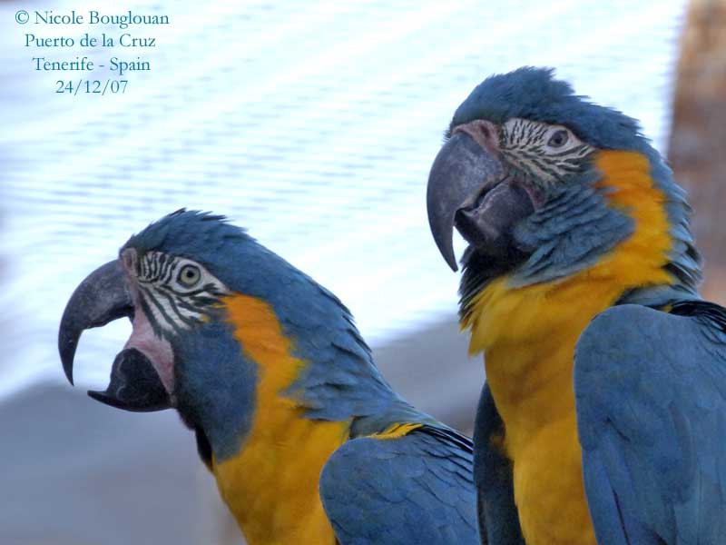 Blue-throated Macaw - Ara - canindé - nicolebouglouan photos at