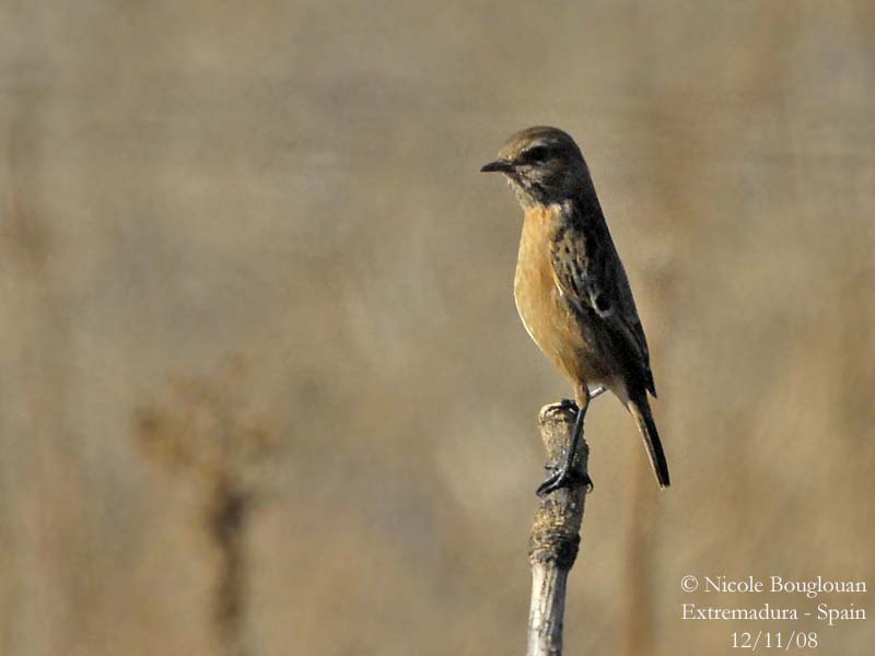 COMMON STONECHAT