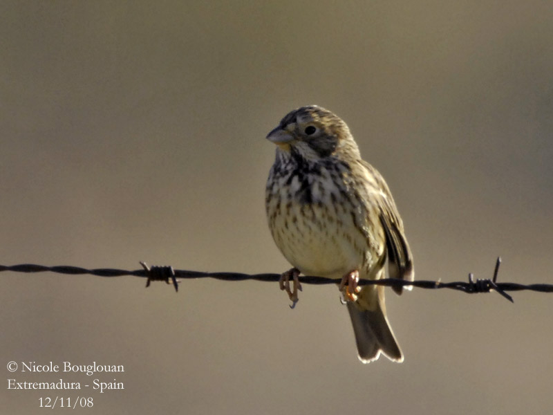 CORN BUNTING