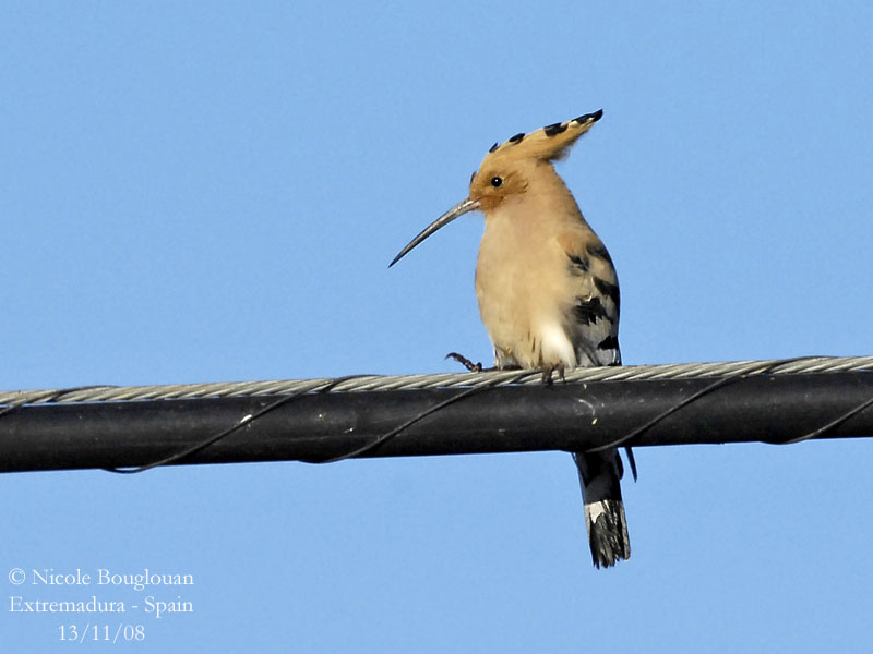 HOOPOE