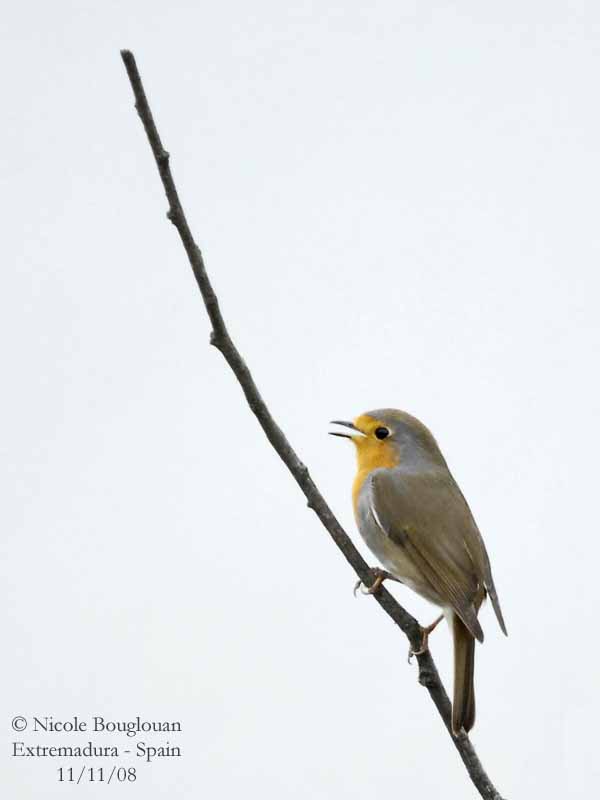 EUROPEAN ROBIN