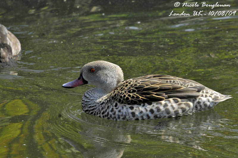 CAPE TEAL