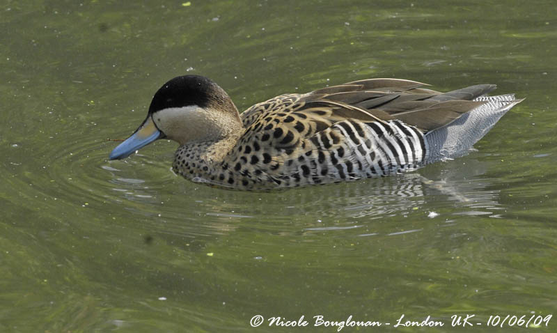 SILVER TEAL - ANAS VERSICOLOR - SARCELLE BARIOLEE