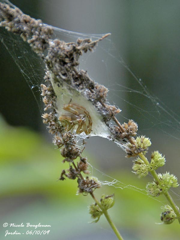 Crab-spider - Latest news