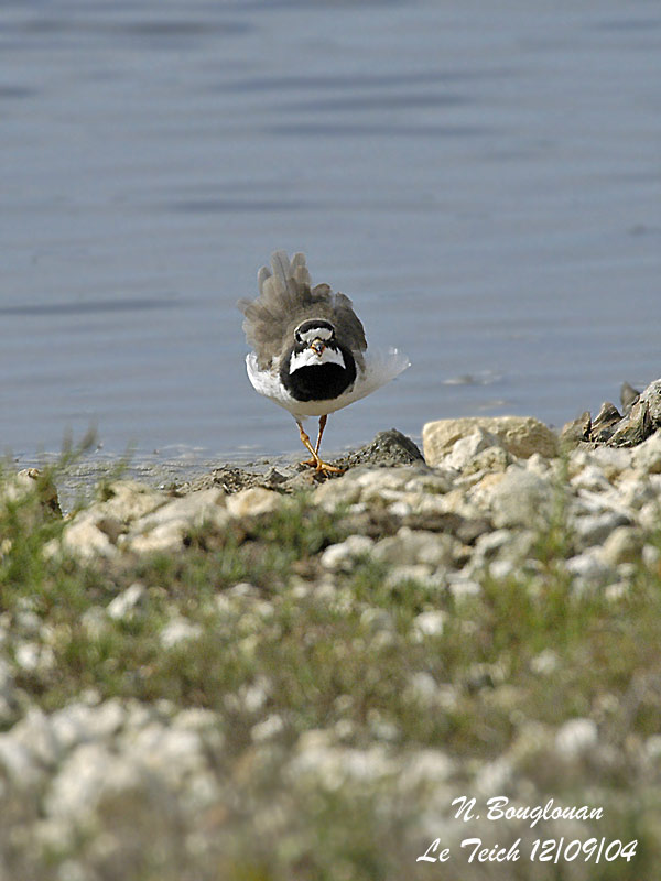 COMMON RINGED PLOVER displaying