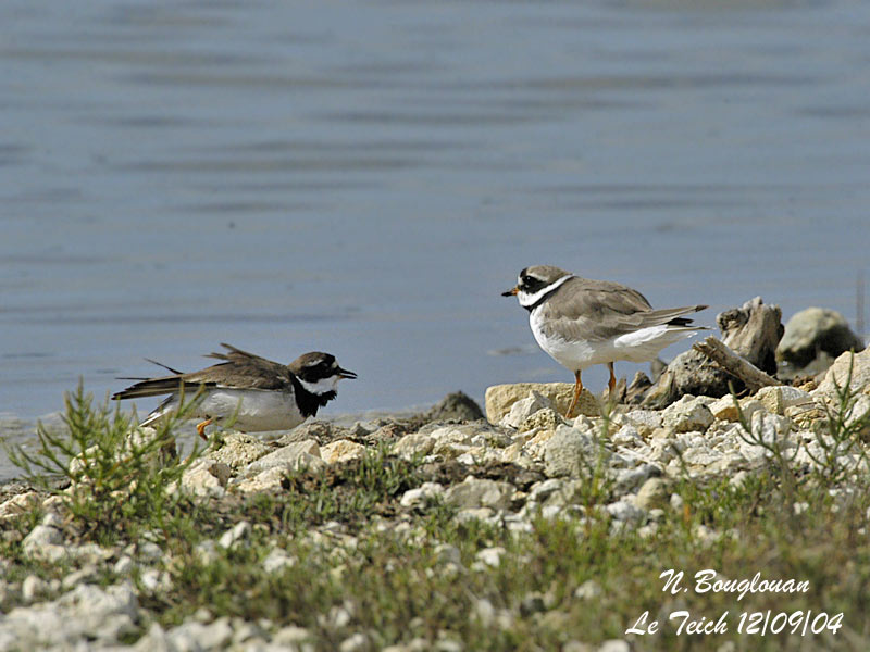 COMMON RINGED PLOVER displaying