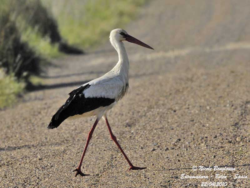White Stork - road