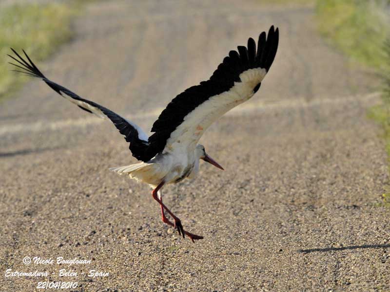 White Stork - road