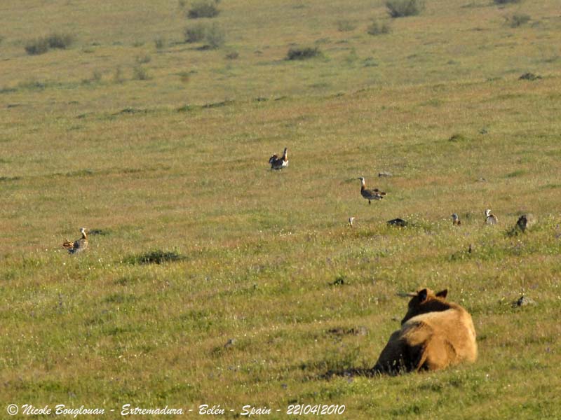 Great Bustards males