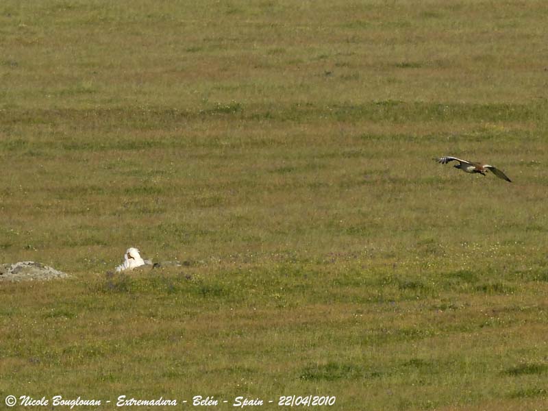 Great Bustard pair