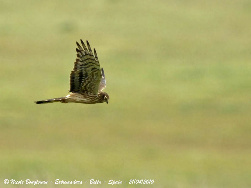 Montagus Harrier hunting