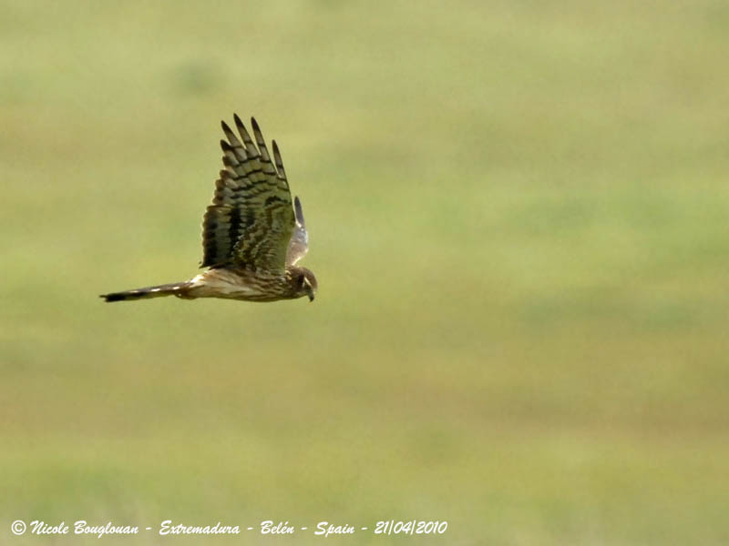 MONTAGU'S HARRIER -  CIRCUS PYGARGUS