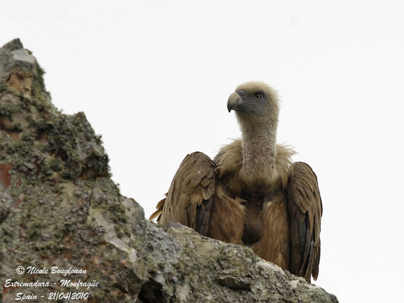 Eurasian griffon Vulture - close up