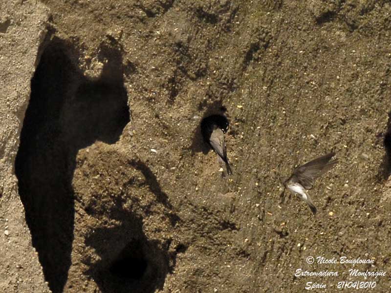 SAND MARTIN