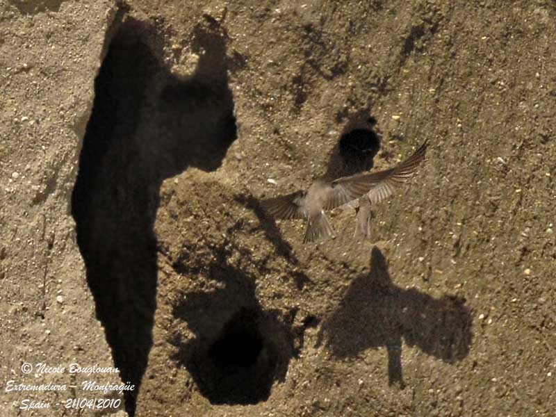 SAND MARTIN
