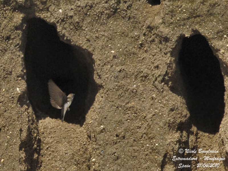 SAND MARTIN