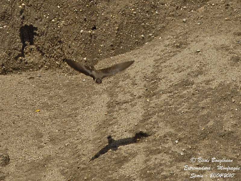SAND MARTIN