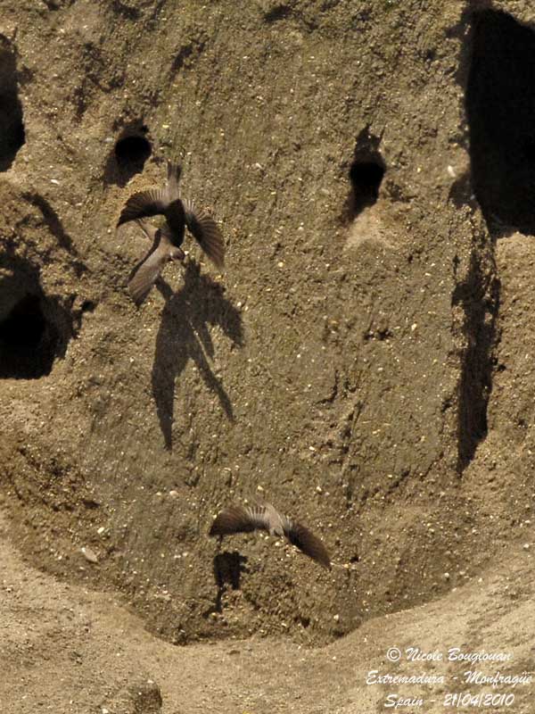 SAND MARTIN