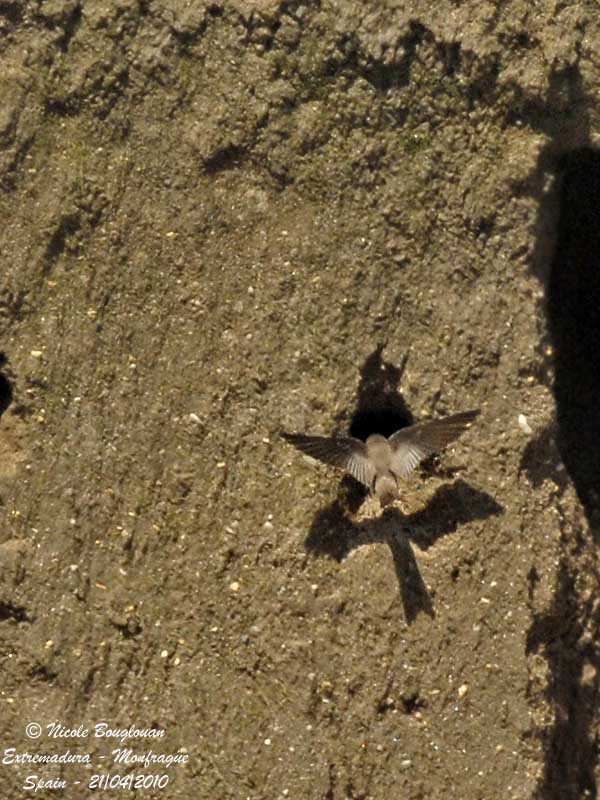 SAND MARTIN