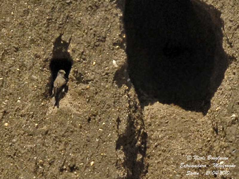 SAND MARTIN
