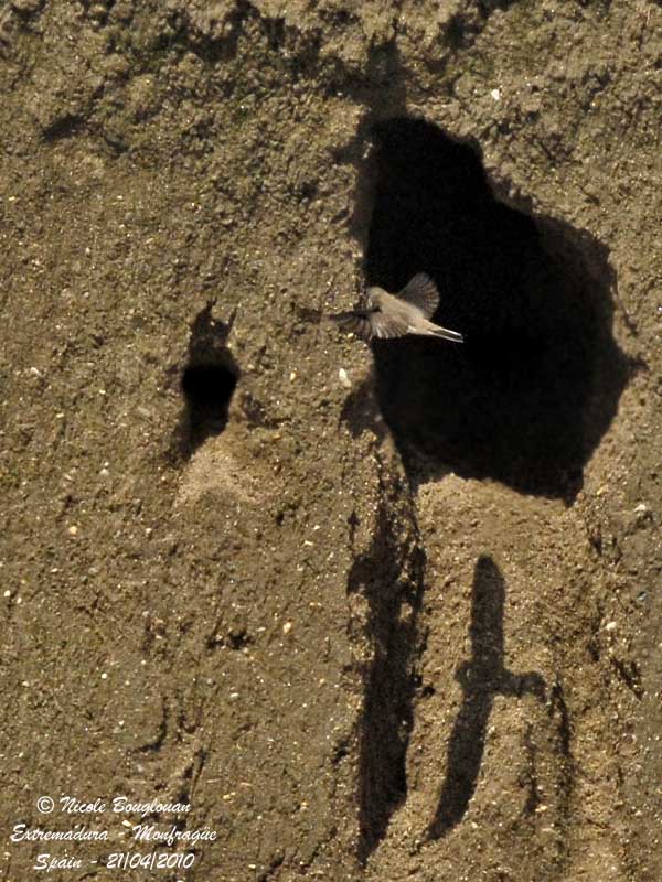 SAND MARTIN