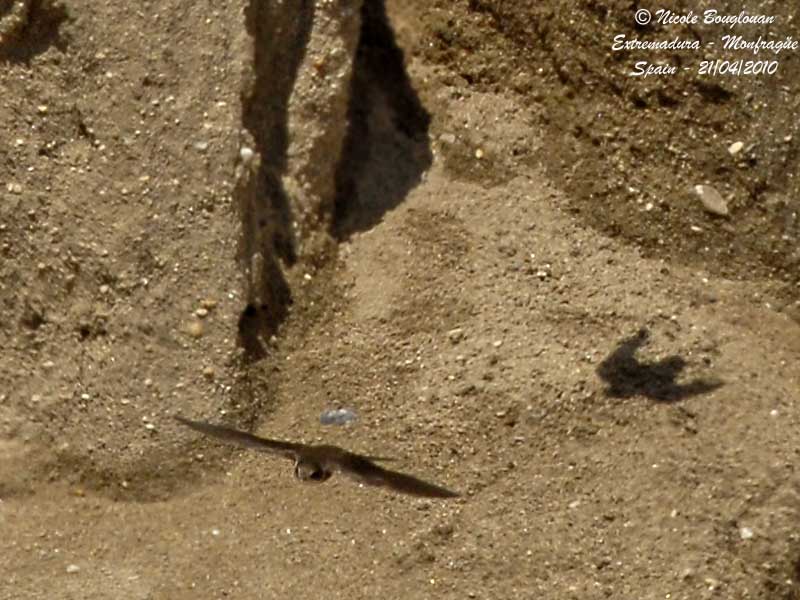 SAND MARTIN