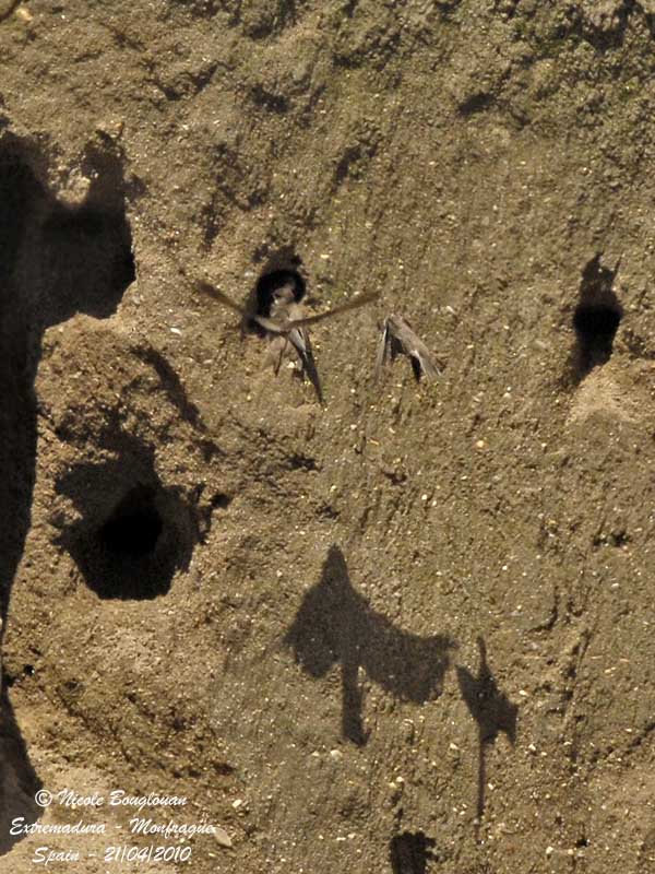 SAND MARTIN