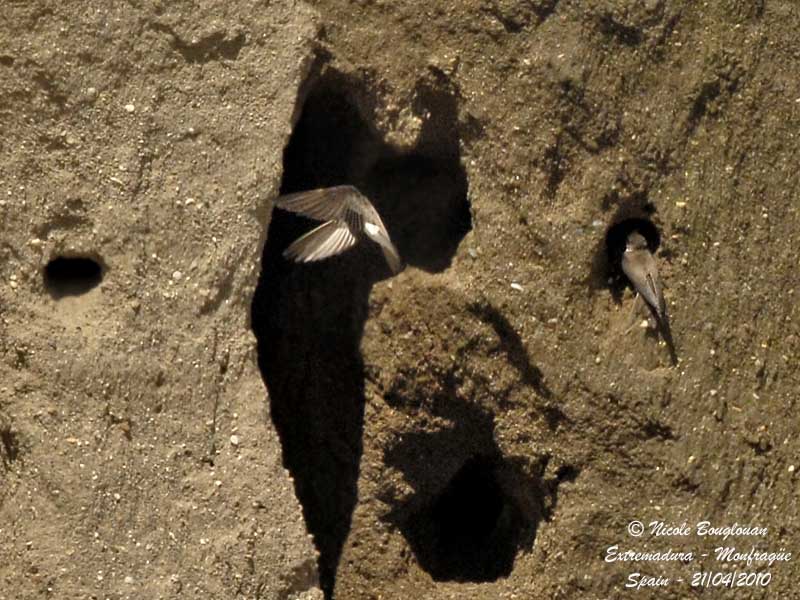 SAND MARTIN