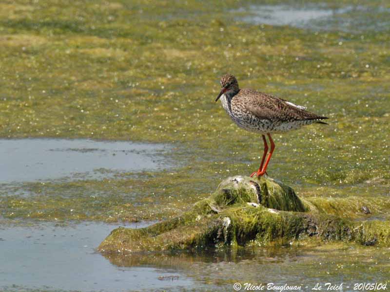 COMMON-REDSHANK