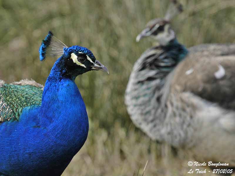 INDIAN-PEAFOWL male and female