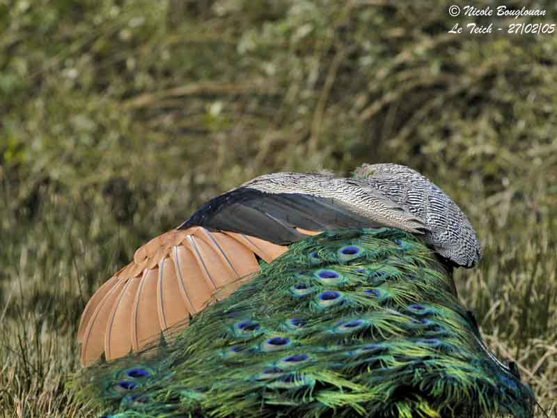 INDIAN PEAFOWL