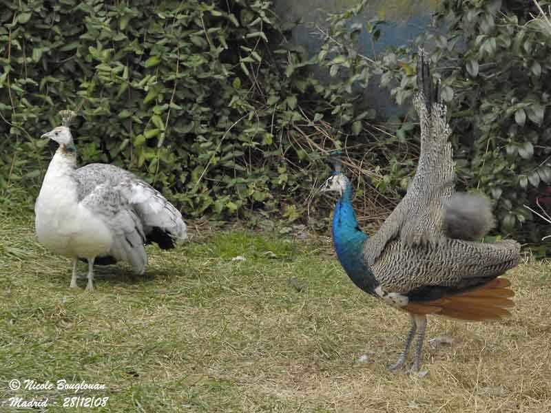 INDIAN PEAFOWL