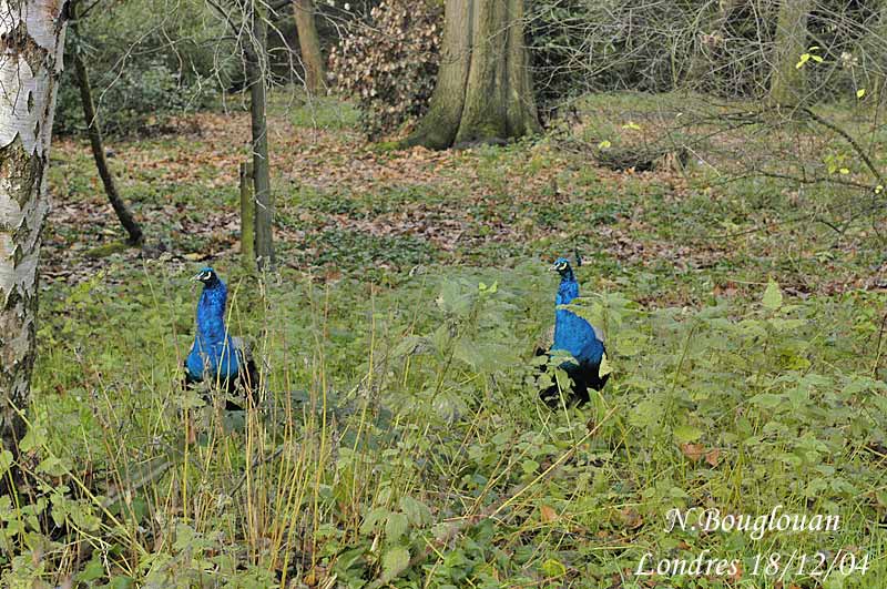 INDIAN PEAFOWL