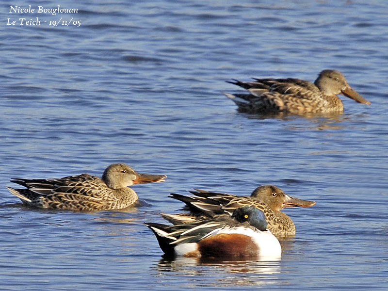 NORTHERN SHOVELERS