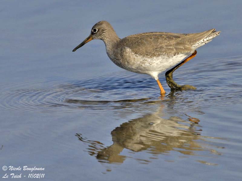 COMMON REDSHANK winter