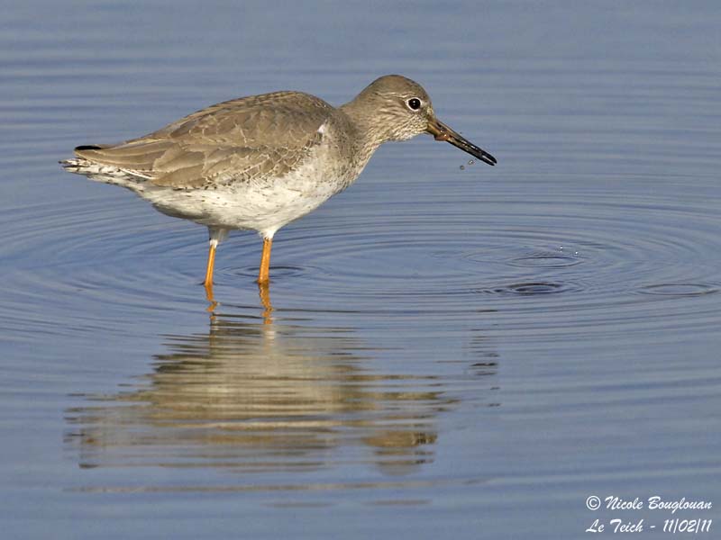COMMON REDSHANK winter