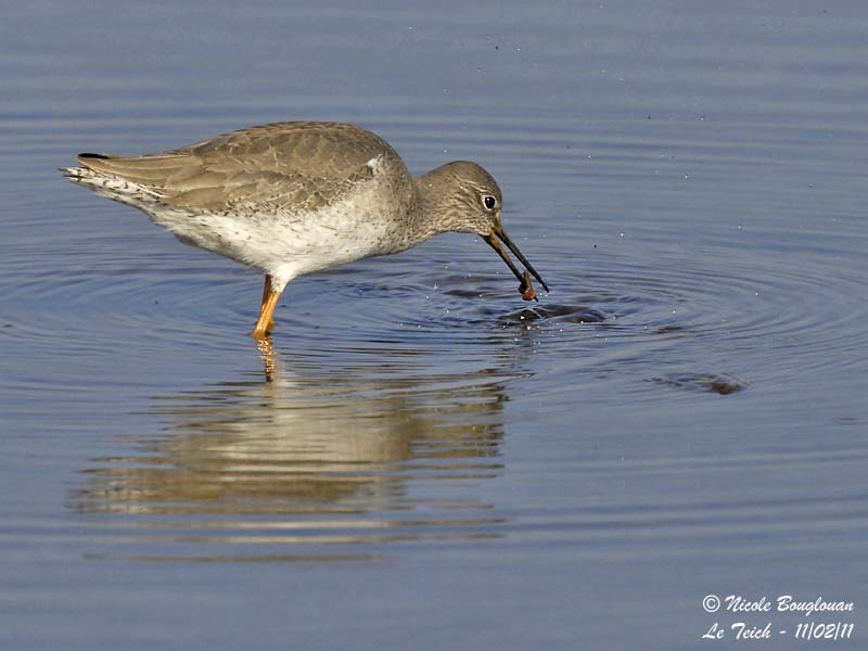 COMMON REDSHANK winter