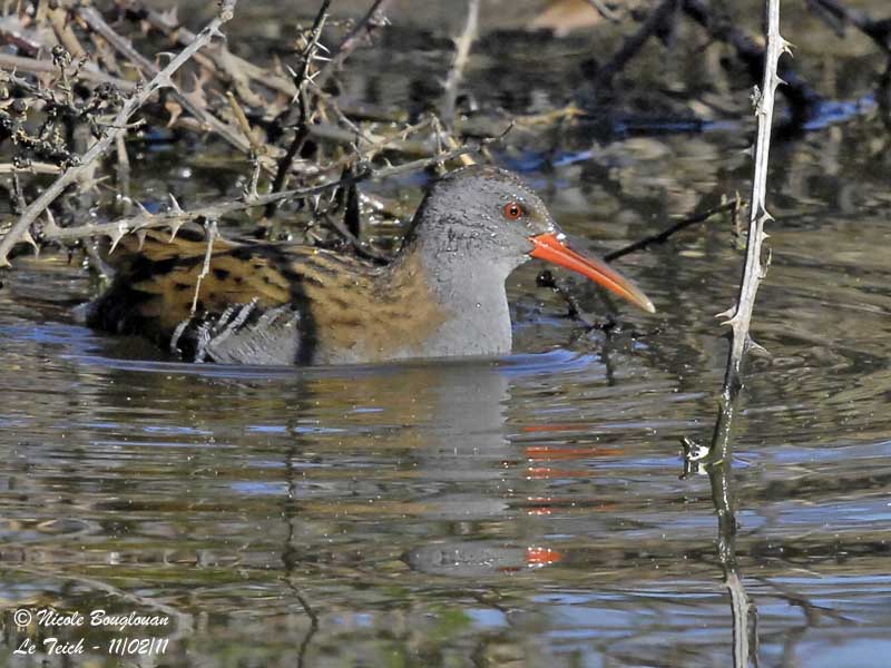 Water Rail