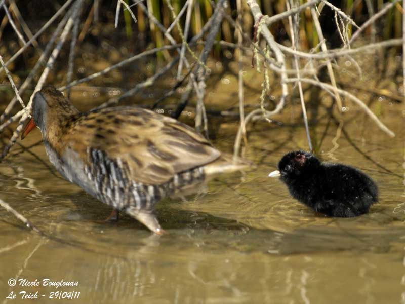 Water Rail adult and chick