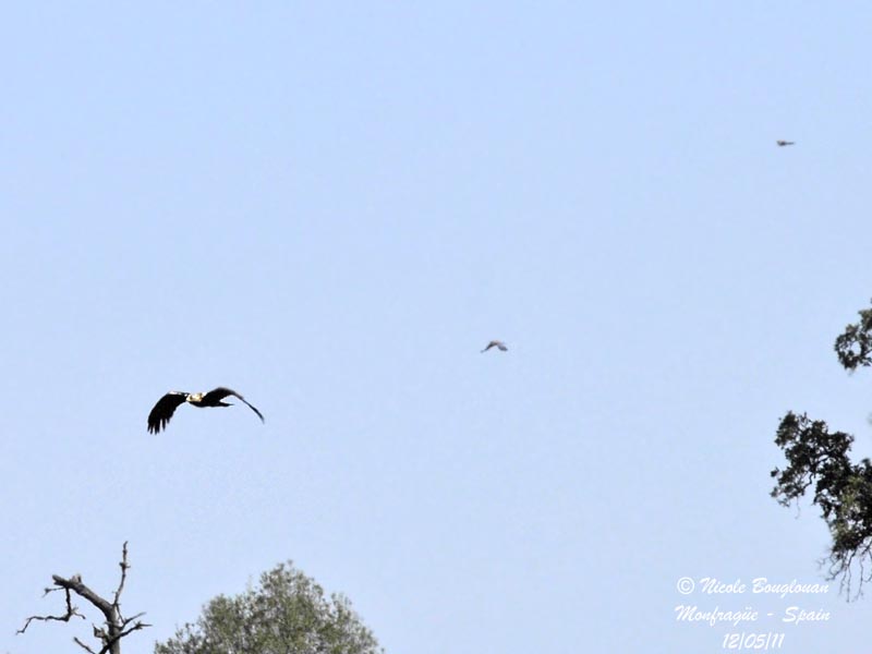 Sp Imperial Eagle - Iberian Magpies
