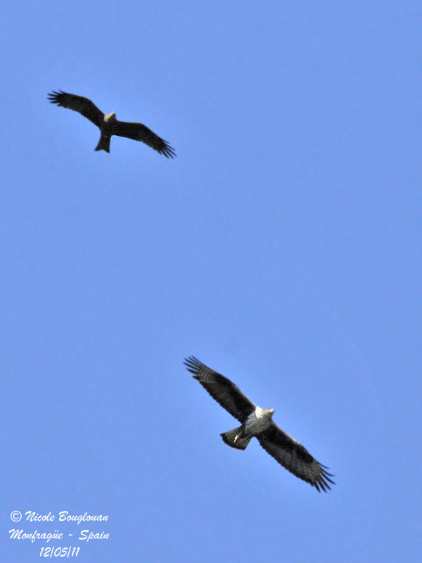 Bonelli's eagle - Black Kite